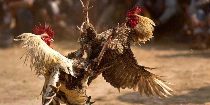 Các lối ra đòn ăn ý với thế gà đá xạ