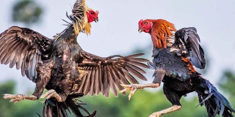 Cách xem chiến kê có phù hợp với thế đá cước thốc đầu không